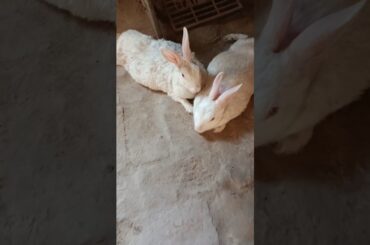 #khushkhargosh #rabbitishappy #khushrbbit #pet #rabbitbreeding #khargosh #cute #rabbit #bunny