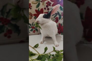 Bunny Tales | Eating Leaf #cute #rabbit #animals #bunny #cuteanimal