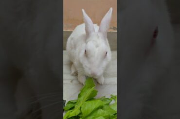 Rabbit with Spinach #rabbit #bunny #cute #cutebunny #happy #animalstory #animalhumour