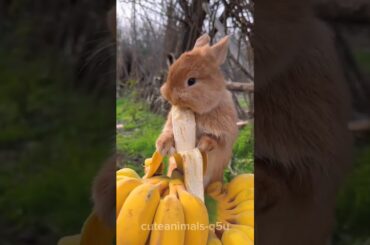 CUTE RABBIT EATING FRUIT #trending #kitten #cuteanimals #shortsviral #cute #shortvideo #rabbit