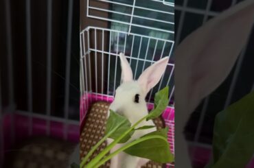 #rabbit #cutebaby #bunny #cute #mycuterabbit #pets #animals #cuteanimals