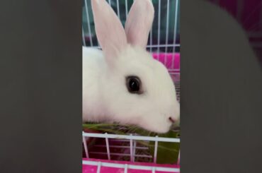 #rabbit #cutebaby #bunny #cute #mycuterabbit #pets