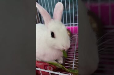 #rabbit #cutebaby #bunny #cute #mycuterabbit