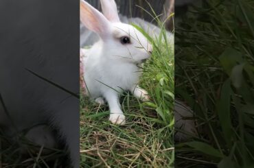 #cute #rabbit #animal #pet #animalshorts #shorts #shortvideo