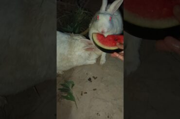 tarboojkhatta hua khrgsosh #rkpetrabbit #pet #viralvideo #bunny #petrabbit #cute #rabbit #khargosh