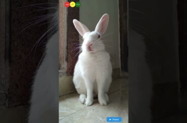 pretty little baby bunny cute shorts #prettylittlebaby #bunny #shorts #viralvideo