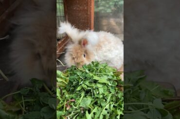 Cute Rabbit Enjoying Buffet #shorts #asmr #cute #rabbit #bunny #animals