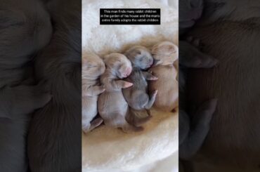 This man found a rabbit's nest in his garden with lots of baby rabbits in it #animalshorts #rabbit