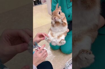 Unbelievable! Cutting Nails Makes This Rabbit Super Graceful! #shorts  #cuterabbit #cutebunny #pets