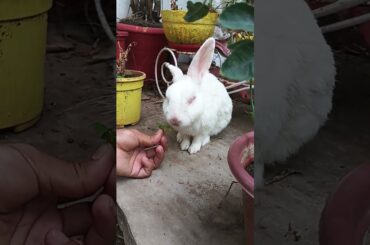 #lifeisbutadream #cute #rabbit#bunny#nothingimposibleinthisworld#cutebunny #animals #youtubeshorts