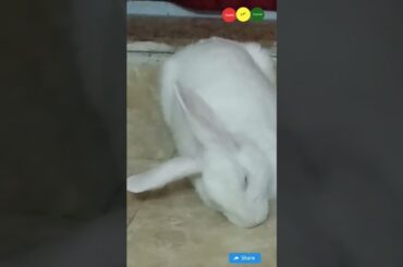 pretty little baby bunny #shorts #prettylittlebaby #bunny @RabbitFunCorner