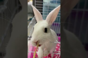 #rabbit #mycuterabbit #cutebaby #bunny #cute #pets #animals #love #funny