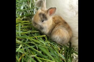 what do baby bunnies eat for breakfast?