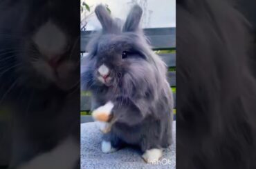 cute bunny #animals #lovers #cute rabbit #shorts #youtubeshorts