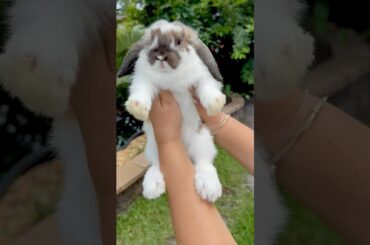 Cute baby rabbit short #shorts #rabbit #cuterabbit #pets #friends #funnyanimals