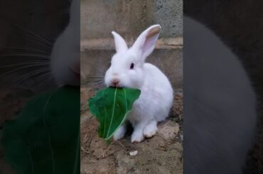 cute rabbit eating leaf adorable bunny video #rabbit #rabbiteating #cuteanimals #trending #shorts