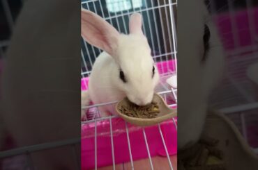 #rabbit #mycuterabbit #cutebaby #bunny #cute #pets #animals #love #funny