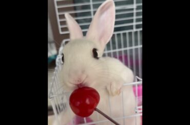 #rabbit #cutebaby #bunny #cute #mycuterabbit #pets #cuteanimals #love #funny