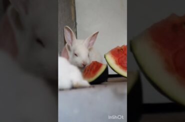 cute Bunny eats a lot to get more subscribers white Rabbit bigs bunny #bunny #pets #rabbit #funnypet