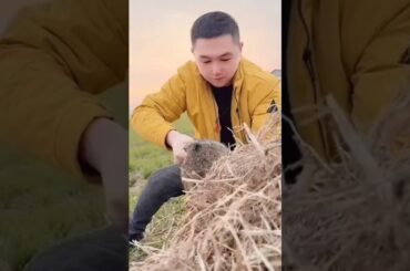 #cute #rabbit #khargosh #funny #reels #shortvideo #shortsviral