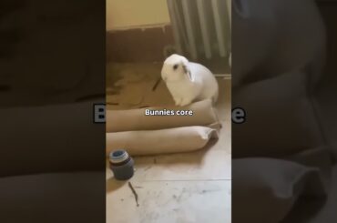 BUNNIES CORE FUNNY MOMENTS #funny #rabbits #shorts #animals #fyp #viralshorts