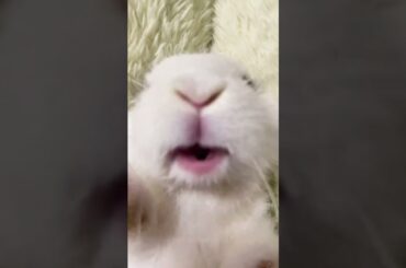 Some Crazy Moments Of Rabbits #amazing #rabbit #bunny #pets #animals