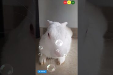 cute Bunny Video little baby #ytshorts #bunny #shortvideo #pet