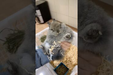 SUPER CHONKY #bunny #mybunny #petrabbit #mycuterabbit #cute #petbunny #cuteanimal #cutepet #animals