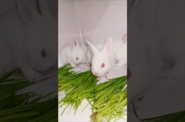 cute rabbits baby #rabbit #rabbitsbaby #cutebunny #shorts #shortsfeed.