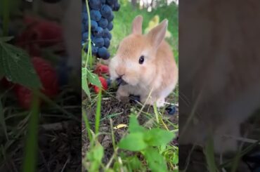 #rabbit #cute #animals #bunny #cutebunny #cow #naturesvoice #lovesong #cowlover #talkingnature