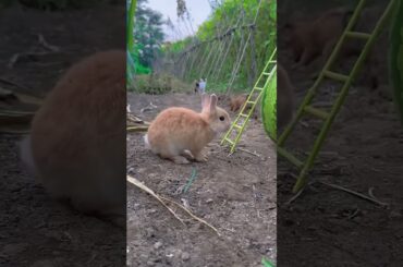 #pets #cute #rabbit #funny #animals #cow #naturesvoice #lovesong #cowlover #talkingnature #lovesong