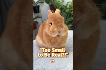 Ever Seen a Bunny THIS Small? You Won’t Believe It! #shorts #petlover #cute #rabbit