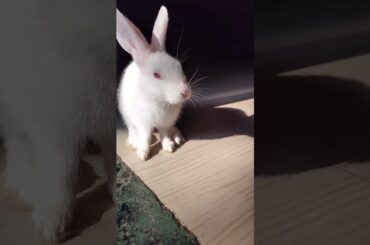 #cute #rabbit #shorts #animals #animalshorts #shortvideo