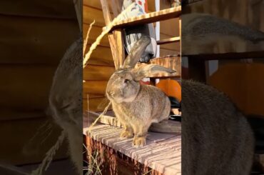 This family rescued a baby rabbit struggling in their pool and then ... #rabbit #babyanimal #animals