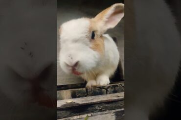 cute rabbit #rabbit #cute #animals #bunny #pets #mybunny #cuteanimal #cuterabbit #shortvideo