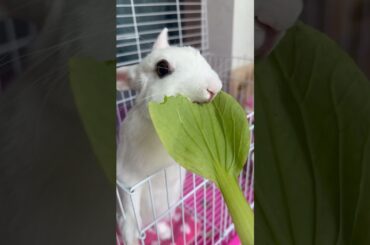 #rabbit #mycuterabbit #cutebaby #bunny #cute #pets #cuteanimals #funny #love