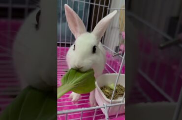 #rabbit #cutebaby #bunny #mycuterabbit #cute #pets #cuteanimals #funny #love