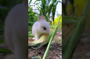 #rabbit #cute #bunny #animals #funny #cow #naturesvoice #lovesong #cowlover #talkingnature