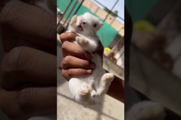 Baby Rabbit Cute Sound#shorts #rabbit #baby #cute