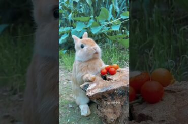 Funny Rabbit Face When Trying Tomato #shorts #cuterabbit #cutebabyrabbit   #funnyanimals