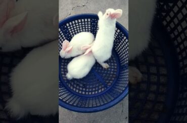 Cute Rabbit  #shorts #rabbit #viral #pets #cute