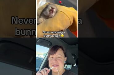 Baby Hare Grows Massive