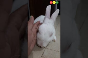 passo bem solto song and cute bunny #passobemsolto #ytshorts #shortsviral #bunny