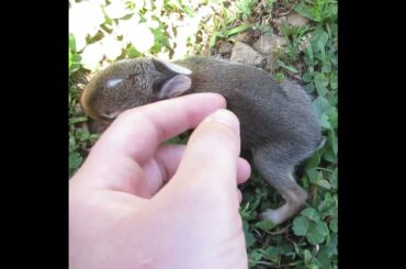 Cute Baby Bunny! #bunny #rabbit #babyanimals #cute
