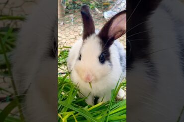 Cute Rabbit #cute #yummy #rabbit #rabbits #lovely #love #shortvideo #short #shorts #top #funny