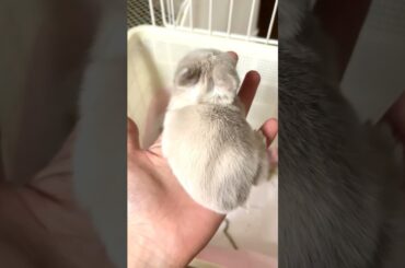 cute baby bunny.#shortsfeed #bunny #rabbit #shorts