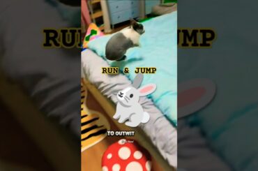when running and jumping on the bed #rabbit #cute #short #Kaylachanel