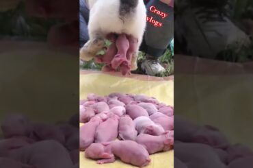 many many baby rabbit giving birth #rabbit #givingbirth #khargosh #trending #shorts