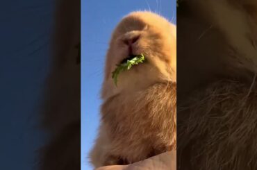 #cute #rabbit #cuteanimals #bunny #cutebunny #cow #naturesvoice #talkingnature #animalphotos