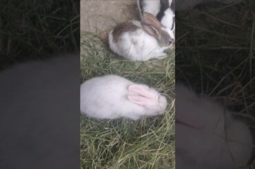 Rabbit Eaten #trending #rabbiteating #viralvideo #shortsfeed #cuteanimal #cuterabbit #shorts #vlog